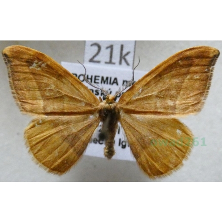 Watsonalla cultraria (Fabricius, 1775) female Wycinka nożówka Czech21k